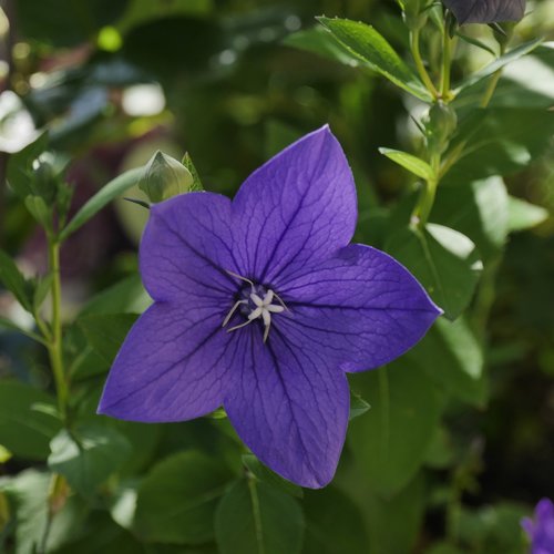 bellflower  blue  purple