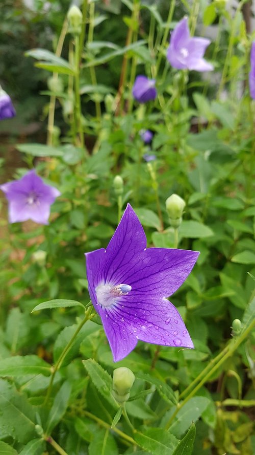 bellflower  bellflower flower  see flowers