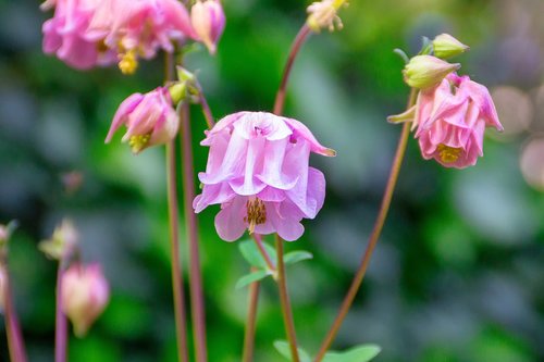 bellflower  pink  spring