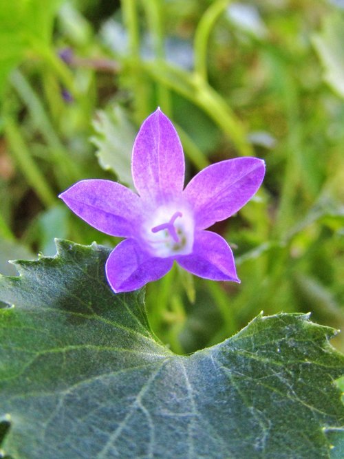 bellflower  campanula  purple