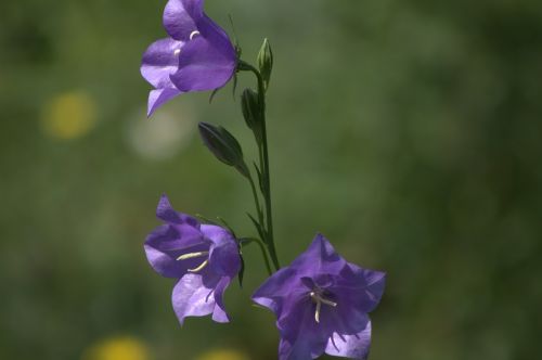 bellflower flower purple