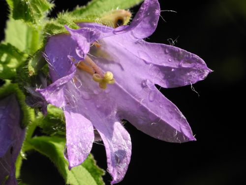bellflower violet blossom