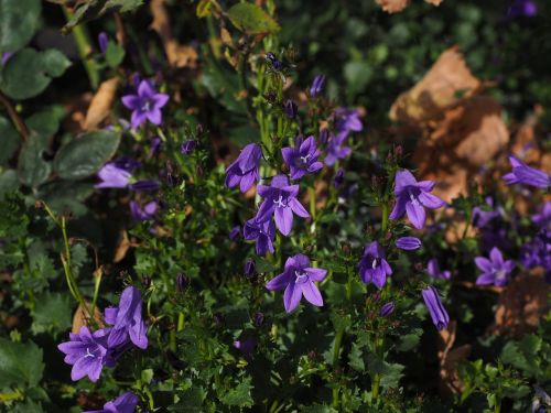 bellflower flower bell