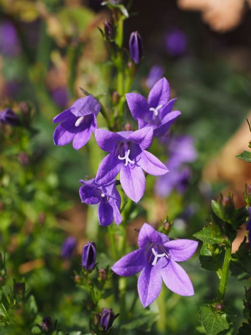 bellflower flower bell