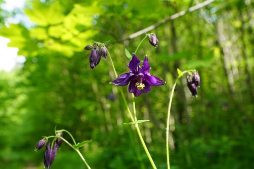 bellflower flower blue