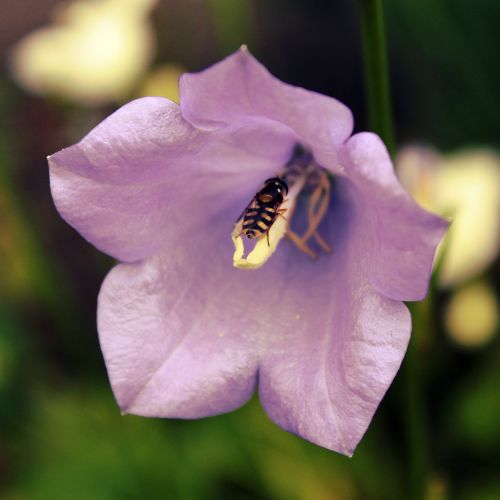 bellflower hover fly blossom