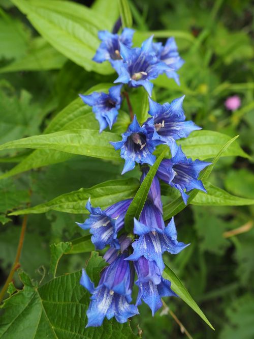 bellflower wild nature