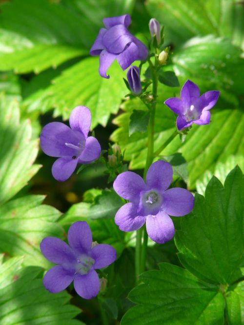 bellflower flower blossom