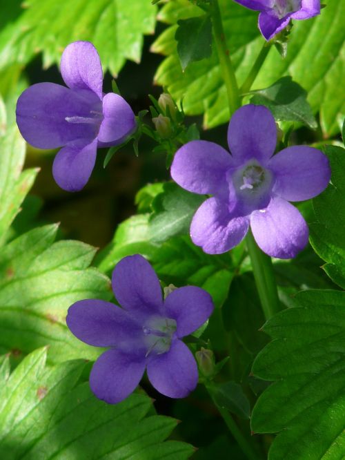 bellflower flower blossom