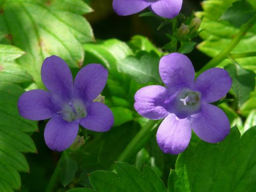 bellflower flower blossom