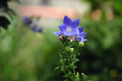 bellflower flower  behold  field