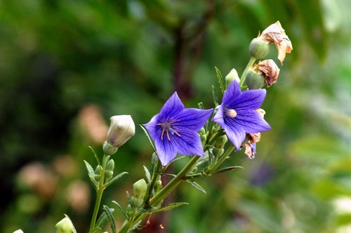 bellflower flower  behold  see flowers