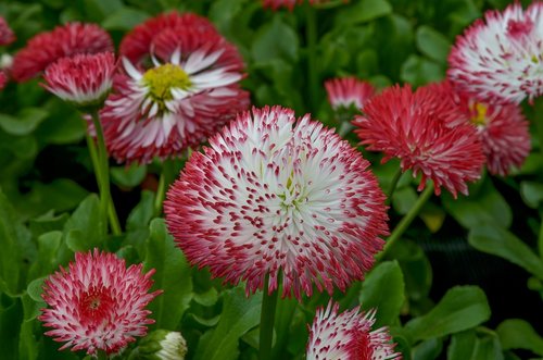 bellis  flower  colorful