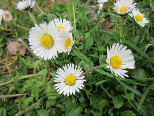 bellis perennis english daisy common daisy
