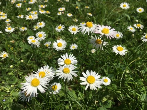 bellis philosophy daisy spring