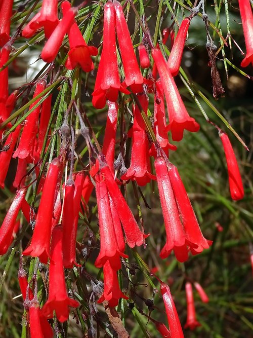bells  red flower  color