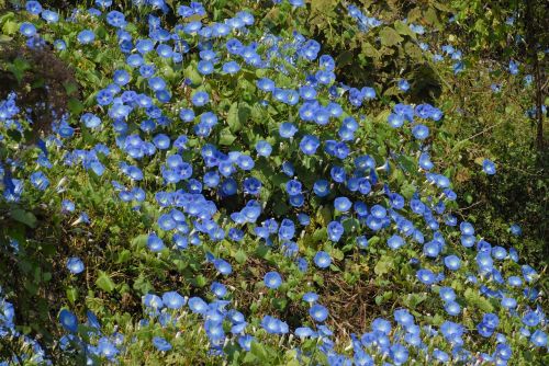 bells blue flowers garden