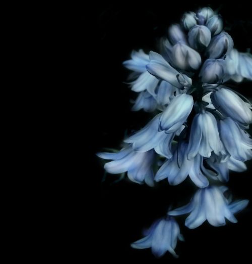 bells flower flowers blue