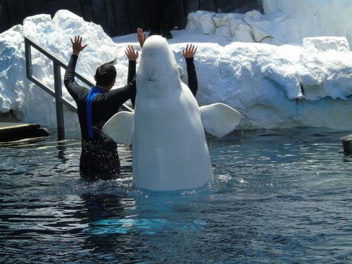 beluga aquatic animal