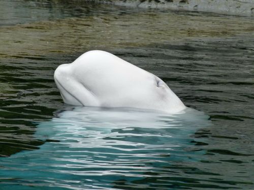 beluga whale ocean mammal animal