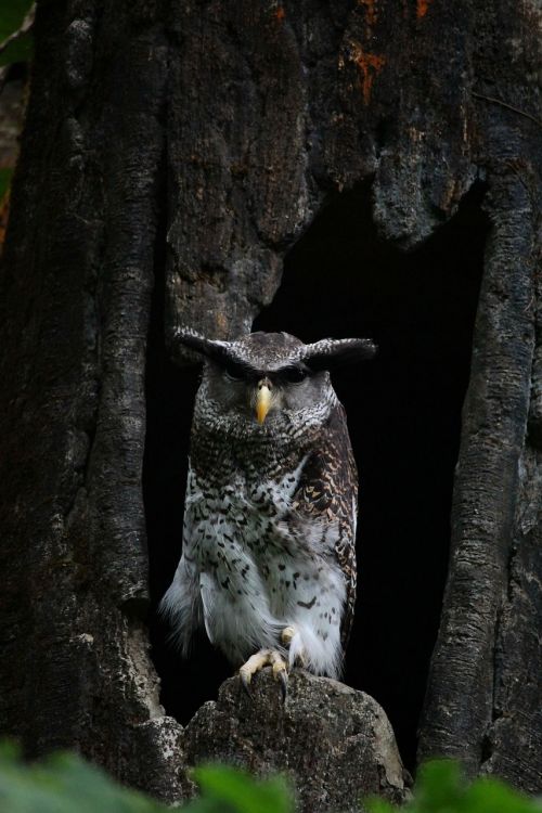 belukketupa bird owl