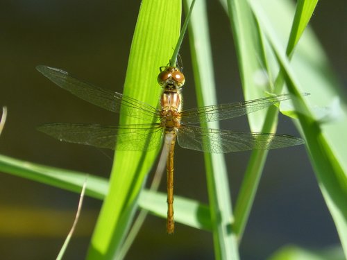 bélula  yellow dragonfly  detail