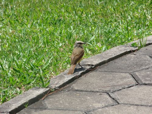 bem-te-vi bird brazilian