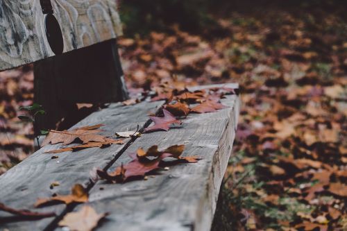 bench fall autumn