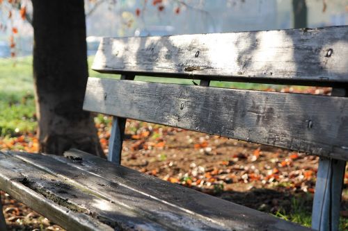 bench wood morning