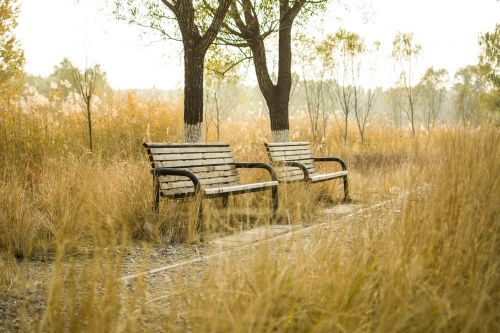 bench park autumn