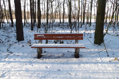 bench forest winter