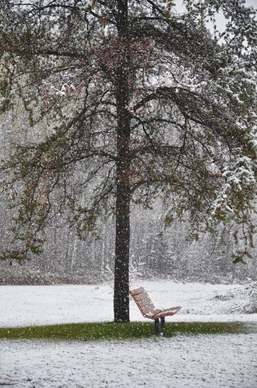 bench winter tree