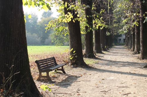 bench park autumn