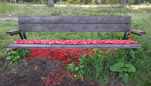bench rosehip red