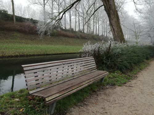 bench tree park