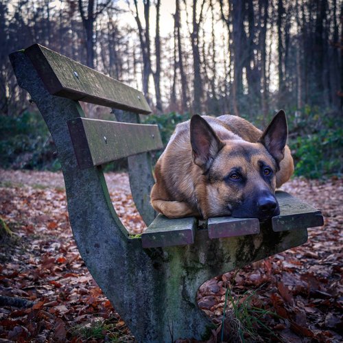 bench  hiking  dog
