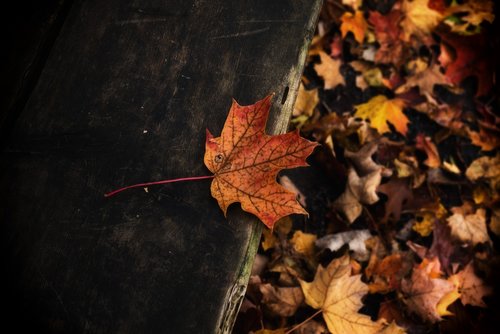 bench  leaf  fall