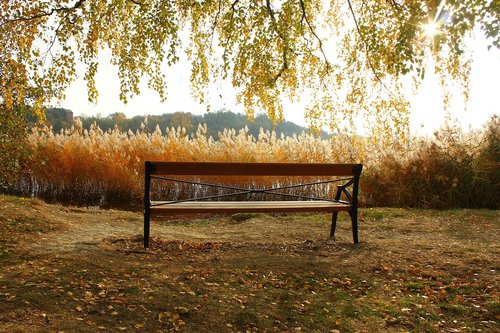 bench  autumn  nature