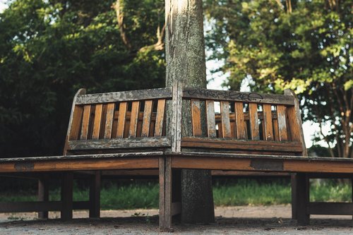 bench  park  nature