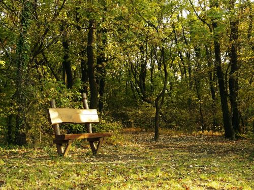 bench fall autumn
