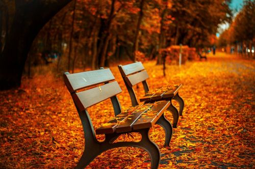 bench fall park