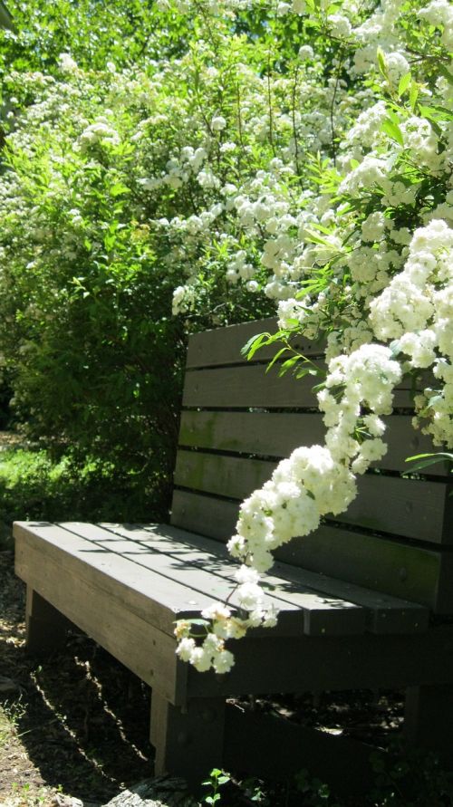 bench spring flowers