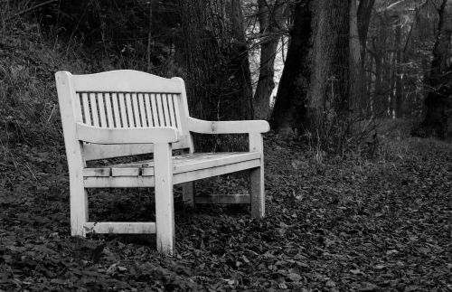 bench nature black and white