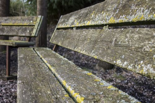 bench forest spring