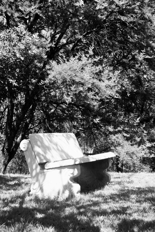 Bench Under Tree In Black &amp; White