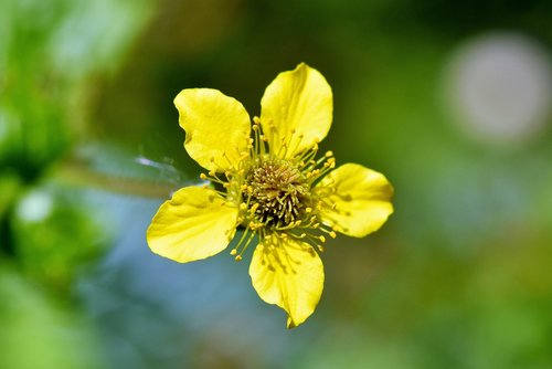 benedict herb  avens  pointed flower