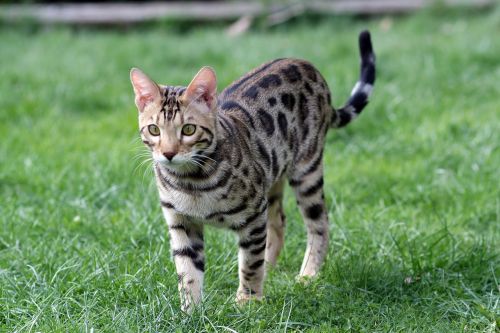 bengal cat pet