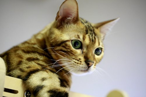 bengal  cat  pets