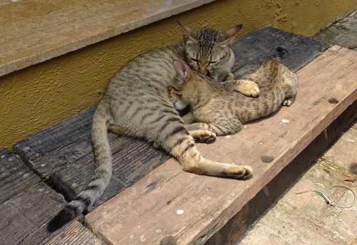bengal cat kitten suckling