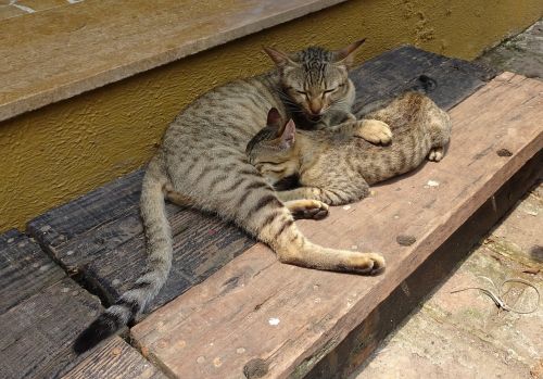 bengal cat kitten suckling